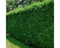 Taxus baccata - 30-40 cm