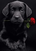 Diamond painting - Canvasdoek met voorbedrukte afbeelding - 30 x 40 cm - Zwarte Hond met roos