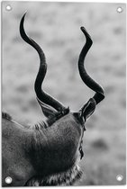 Tuinposter – Achteraanzicht van Antilope (Zwart-wit) - 40x60 cm Foto op Tuinposter (wanddecoratie voor buiten en binnen)