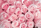 Flowers Roses Photo Wallcovering