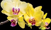 Orchid Flowers Photo Wallcovering
