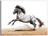 Dibond - Galopperend Zwart met Wit Gestipt Appaloosa Paard - 40x30 cm Foto op Aluminium (Wanddecoratie van metaal)