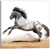 Dibond - Galopperend Zwart met Wit Gestipt Appaloosa Paard - 50x50 cm Foto op Aluminium (Wanddecoratie van metaal)