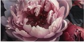 Poster Glanzend – Roze Pioenrozen - 100x50 cm Foto op Posterpapier met Glanzende Afwerking