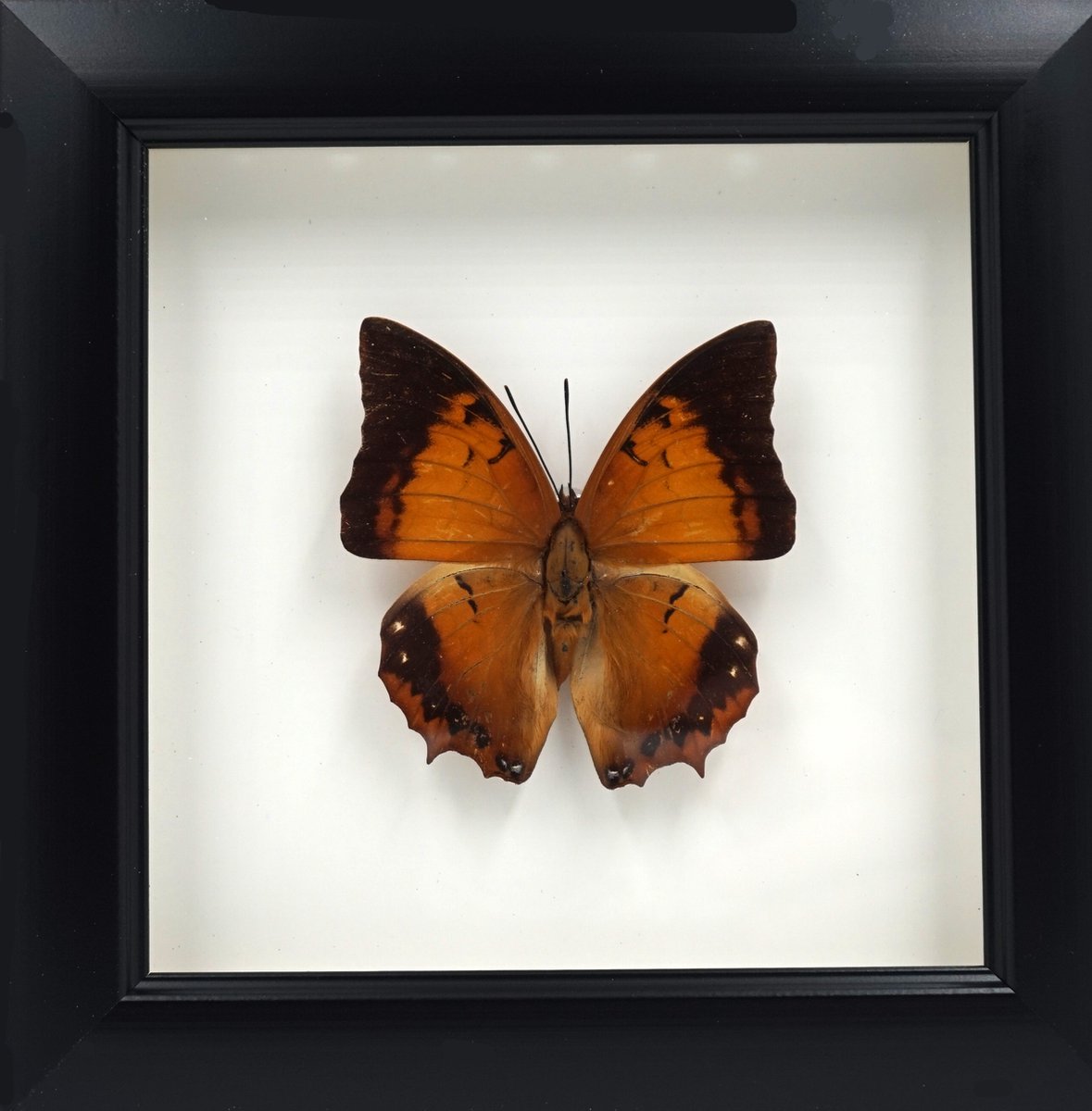 Apeirom Opgezette Vlinder Gele Rajah in 3D Lijst - 16 x 16 cm - Zwart - Wanddecoratie