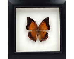 Apeirom Decoratief Opgezette Vlinder in 3D Lijst - 16*16cm - Lijst Zwart