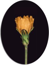 Dibond Ovaal - Bloem - Oranje - Druppels - Natuur - 60x80 cm Foto op Ovaal (Met Ophangsysteem)