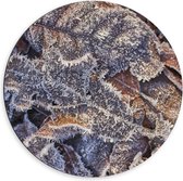 Dibond Muurcirkel - Bladeren - Vorst - Natuur- Wit - Bruin - 60x60 cm Foto op Aluminium Muurcirkel (met ophangsysteem)