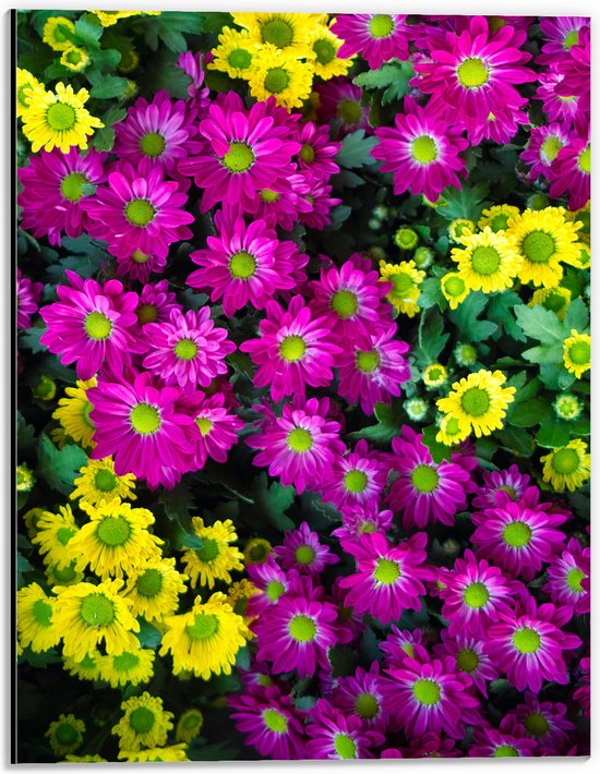 Dibond - Bloemen - Kleuren - Bladeren - Natuur - Geel - Paars - 30x40 cm Foto op Aluminium (Wanddecoratie van metaal)