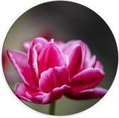 Dibond Muurcirkel - Roze Tulp - 70x70 cm Foto op Aluminium Muurcirkel (met ophangsysteem)