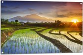 Tuinposter – Zonnestralen over de Onder Water Staande Rijstvelden - 105x70 cm Foto op Tuinposter (wanddecoratie voor buiten en binnen)