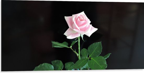 Dibond - Bloem - Roos - Roze - Vaasje - Glas - 100x50 cm Foto op Aluminium (Met Ophangsysteem)