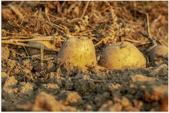 Poster Glanzend – Aardappels - Zand - Stro - Eten - 120x80 cm Foto op Posterpapier met Glanzende Afwerking