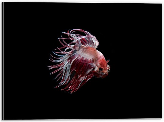 Dibond - Rode met Witte Vis met Dansende Vinnen - 40x30 cm Foto op Aluminium (Met Ophangsysteem)
