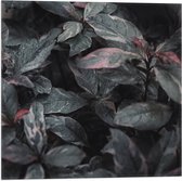 Vlag - Bladeren - Planten - Natuur - Donker - 50x50 cm Foto op Polyester Vlag