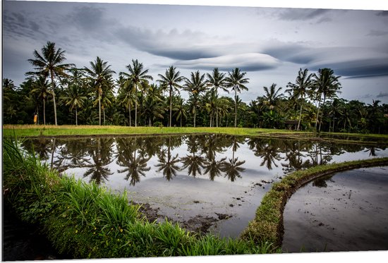 Dibond - Palmbomen langs Hoogstaand Water op Rijstvelden - 120x80 cm Foto op Aluminium (Wanddecoratie van metaal)