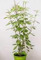 Moringa's Finest - Heilige Basilicum plant - Tulsi plant - 2 planten.