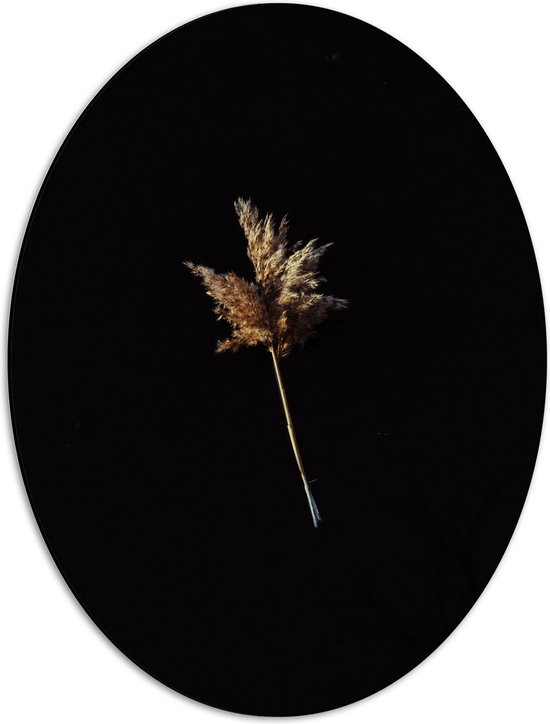 Dibond Ovaal - Plantje - Bloem - Zwart - 42x56 cm Foto op Ovaal (Met Ophangsysteem)
