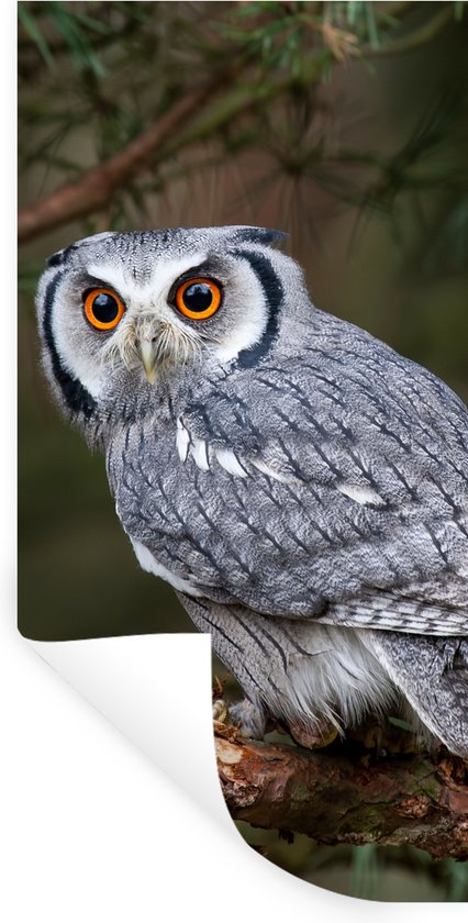 Stickers muraux - Sticker Foil - Hibou - Vogel - Branches - Nature - 60x120 cm - Film Adhésif - Stickers muraux Chambre Enfant - Papier Peint Autocollant