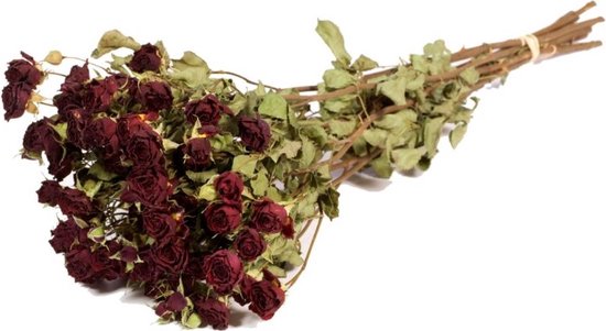 Droogbloemen rozen vertakt natuurlijk dk rood - 1 bundel
