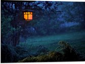 Dibond - Bomen - Bossen - Gras - Natuur - Licht - Lampje - 80x60 cm Foto op Aluminium (Wanddecoratie van metaal)