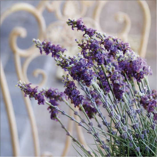 Art for the Home | Lavendel Harmonie - Buitencanvas - 50x50 cm