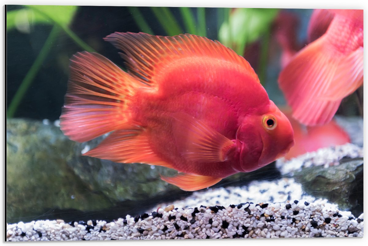 Dibond - Rode Papegaai Cichlide Vis Zwemmend in Aquarium - 60x40 cm Foto op Aluminium (Met Ophangsysteem)