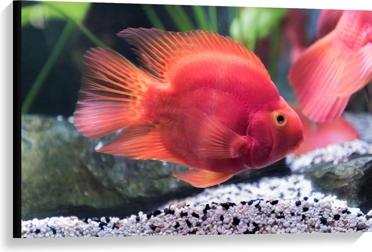 Canvas - Rode Papegaai Cichlide Vis Zwemmend in Aquarium - 90x60 cm Foto op Canvas Schilderij (Wanddecoratie op Canvas)