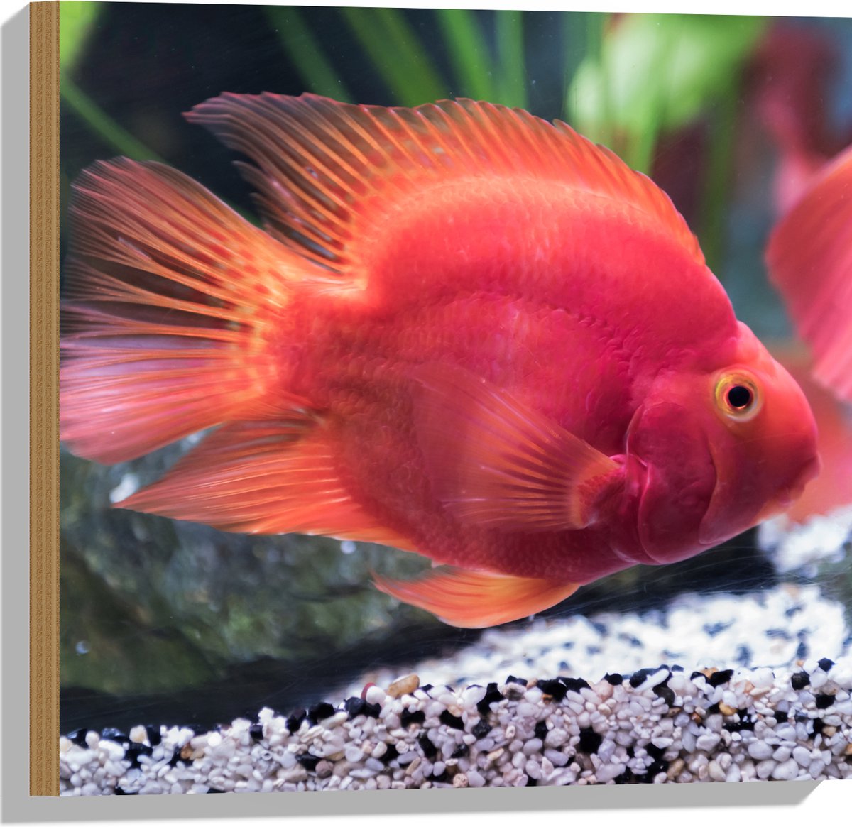 Hout - Rode Papegaai Cichlide Vis Zwemmend in Aquarium - 50x50 cm - 9 mm dik - Foto op Hout (Met Ophangsysteem)