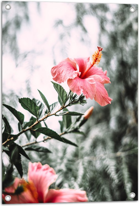 Tuinposter – Bloemen - Planten - Roze - Groen - Bladeren - 50x75 cm Foto op Tuinposter (wanddecoratie voor buiten en binnen)