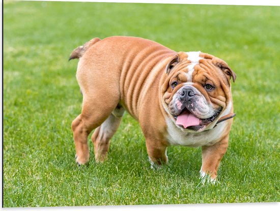 Dibond - Rimpelige Engelse Bulldog in het Grasveld - 80x60 cm Foto op Aluminium (Met Ophangsysteem)