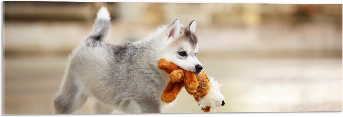 Acrylglas - Siberische Husky Puppy met Knuffel - 90x30 cm Foto op Acrylglas (Wanddecoratie op Acrylaat)