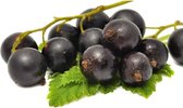 Zwarte trosbes / Zwarte aalbes - Ribes nigrum ‘Titania’ - Struik 30-50 cm