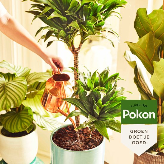 Une main arrosant avec un arrosoir en cuivre une plante d'intérieur dans un pot bleu clair. Le vert vous fait du bien.