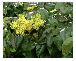 Mahonia aquifolium 'Apollo' - Druifstruik, Mahoniestruik, Hulstberberis 15 - 20 cm in pot