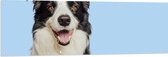 Tuinposter – Zwart met Witte Bordercollie Hond tegen Lichtblauwe Achtergrond - 150x50 cm Foto op Tuinposter (wanddecoratie voor buiten en binnen)