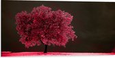Dibond - Boom - Landschap - Roze - Bladeren - 100x50 cm Foto op Aluminium (Wanddecoratie van metaal)