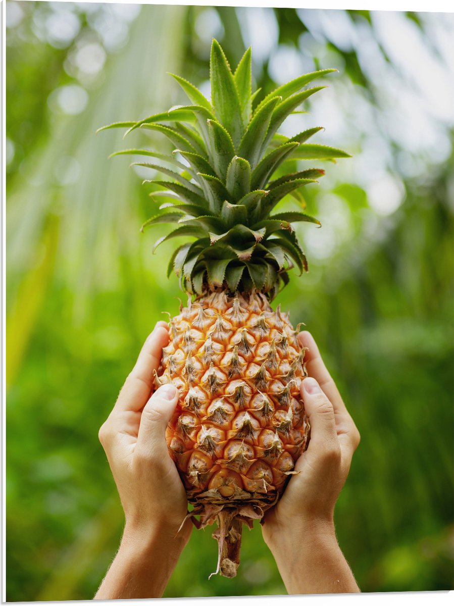 PVC Schuimplaat - Verse tropische Ananas in Mensenhanden - 60x80 cm Foto op PVC Schuimplaat (Met Ophangsysteem)