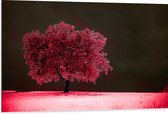 Dibond - Boom - Landschap - Roze - Bladeren - 105x70 cm Foto op Aluminium (Wanddecoratie van metaal)