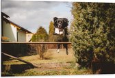 Dibond - Dieren - Hond - Tuin - Planten - Springen - 105x70 cm Foto op Aluminium (Wanddecoratie van metaal)