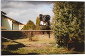 Acrylglas - Dieren - Hond - Tuin - Planten - Springen - 75x50 cm Foto op Acrylglas (Met Ophangsysteem)