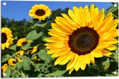 Tuinposter – Bloemen - Zonnebloemen - Kleuren - Natuur - 75x50 cm Foto op Tuinposter (wanddecoratie voor buiten en binnen)