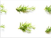 Poster Glanzend – Groen - Wit - Plantjes - Bladeren - Natuur - 40x30 cm Foto op Posterpapier met Glanzende Afwerking