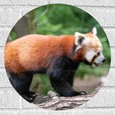 Muursticker Cirkel - Rode Panda Kruipend over Boomstammen in het Bos - 40x40 cm Foto op Muursticker