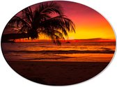 Dibond Ovaal - Silhouet van Palmboom Hangend over het Strand tijdens Rozekleurige Zonsondergang - 40x30 cm Foto op Ovaal (Met Ophangsysteem)