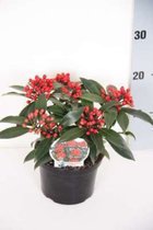 Skimmia japonica reevesiana - Skimmia 20 - 25 cm in pot