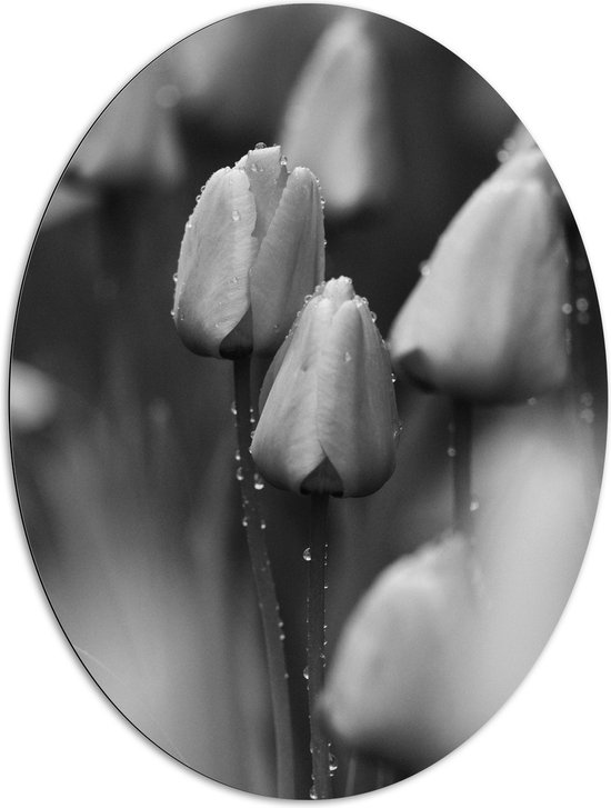 Dibond Ovaal - Bloemen - Natuur - Tulpen - Druppels - Zwart - Wit - 81x108 cm Foto op Ovaal (Met Ophangsysteem)