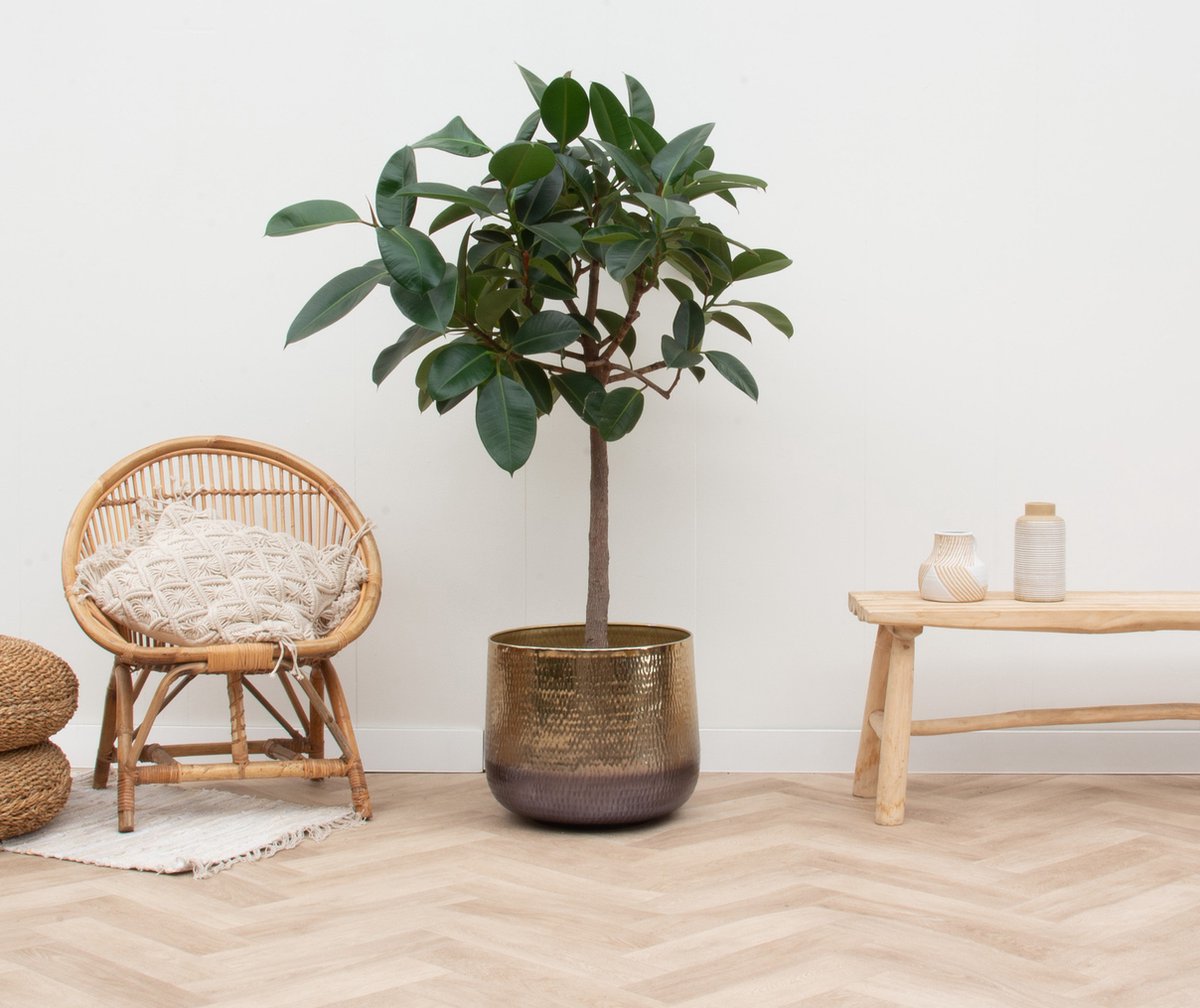 Ficus Elastica Robusta op stam - 140cm