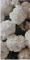 Poster Glanzend – Bloemen - Planten - Wit - Bollen - Natuur - 50x100 cm Foto op Posterpapier met Glanzende Afwerking