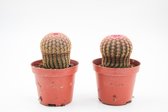 Ikhebeencactus | Set van 2 stuks | Echinocereus Pectinatus Rubispinus | Rainbow cactus | ⌀ 8.5 cm - 12cm